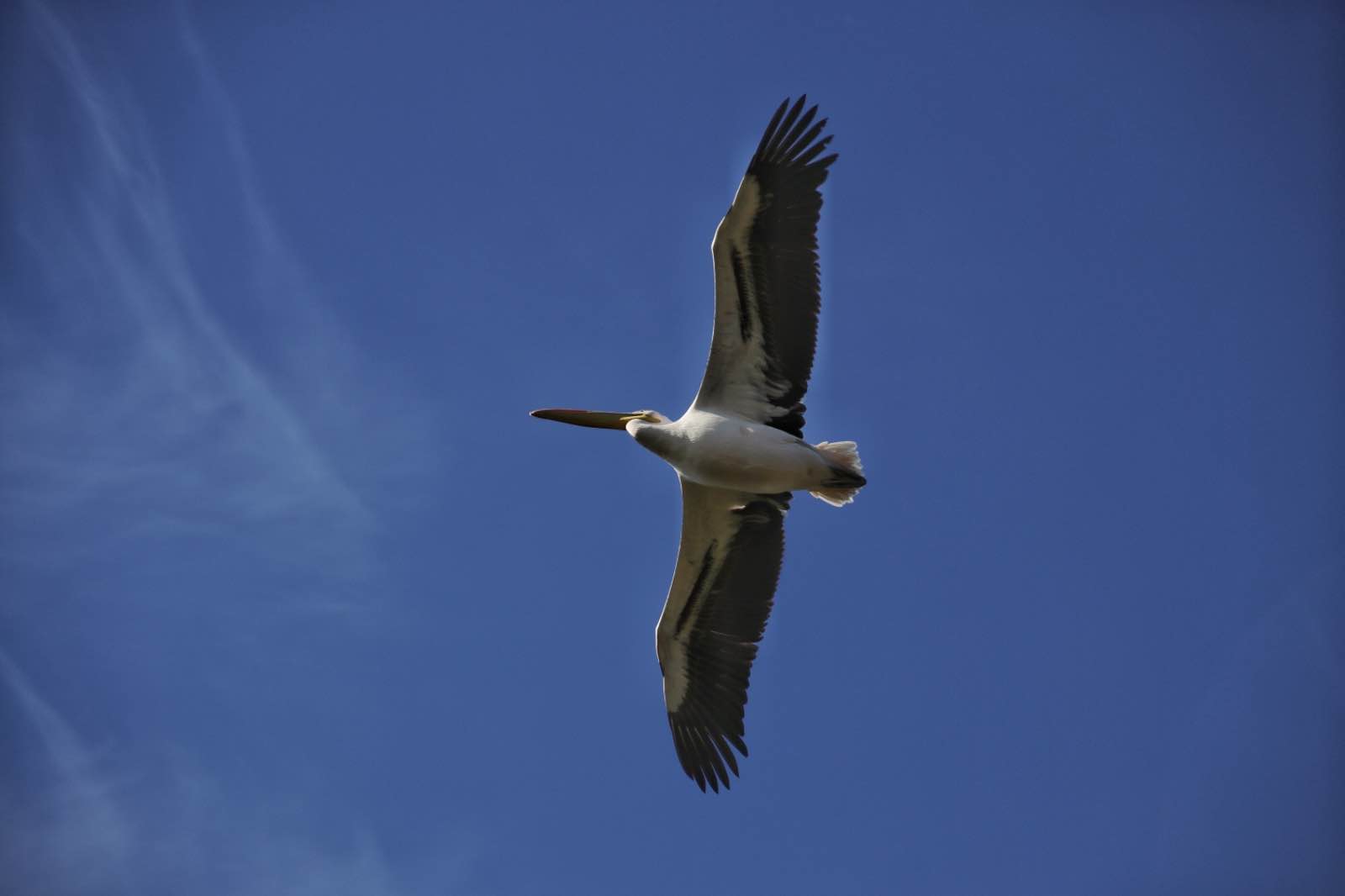 A Pelican soaring in open air