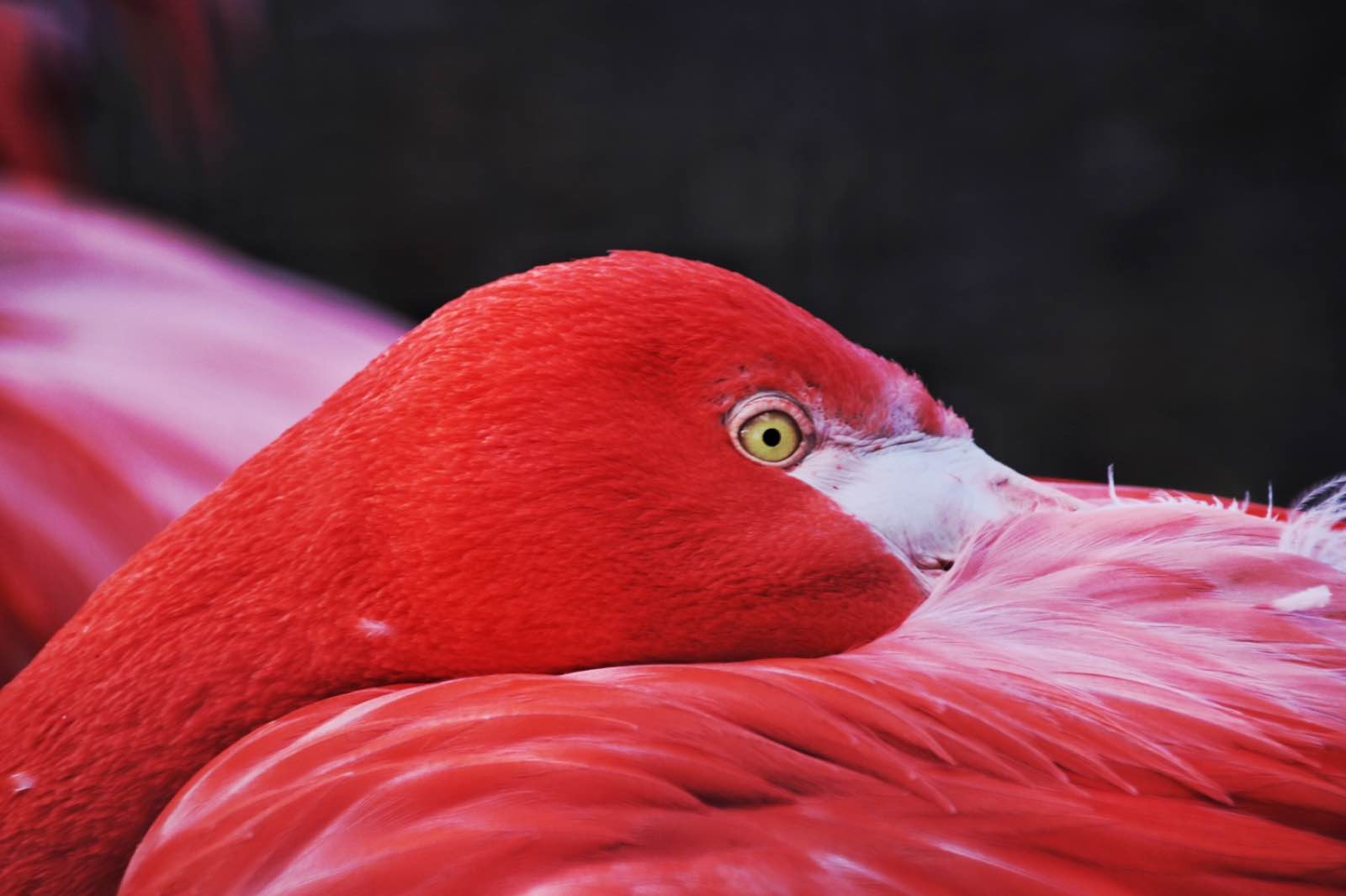 A resting Flamingo