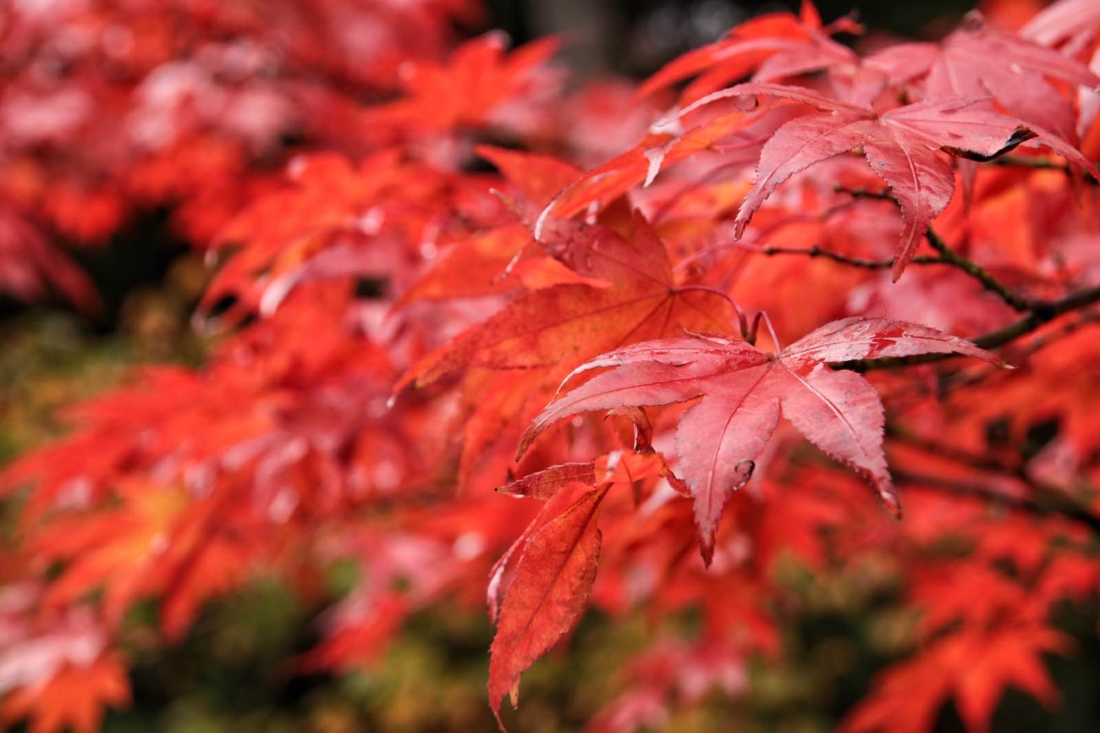 25A5B81A 5487 4A97 9E96 52894BF286FF