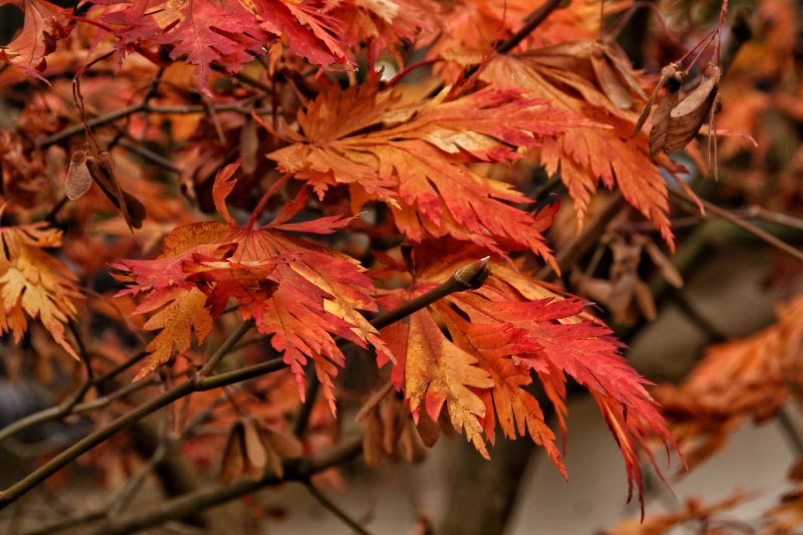 304B20CA FC3C 421B B259 6B4DA5C77F9A