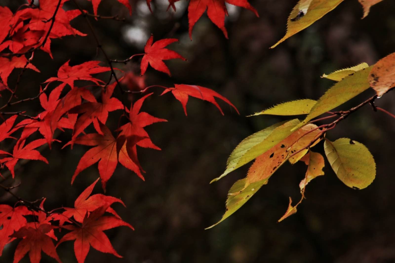 A2FDCC8D 07CC 46CA BDD6 31E2C975B1F7