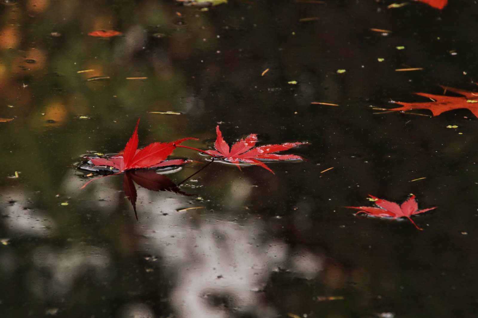 C1D73CB0 1558 46DB 9235 7F6281D2FA15