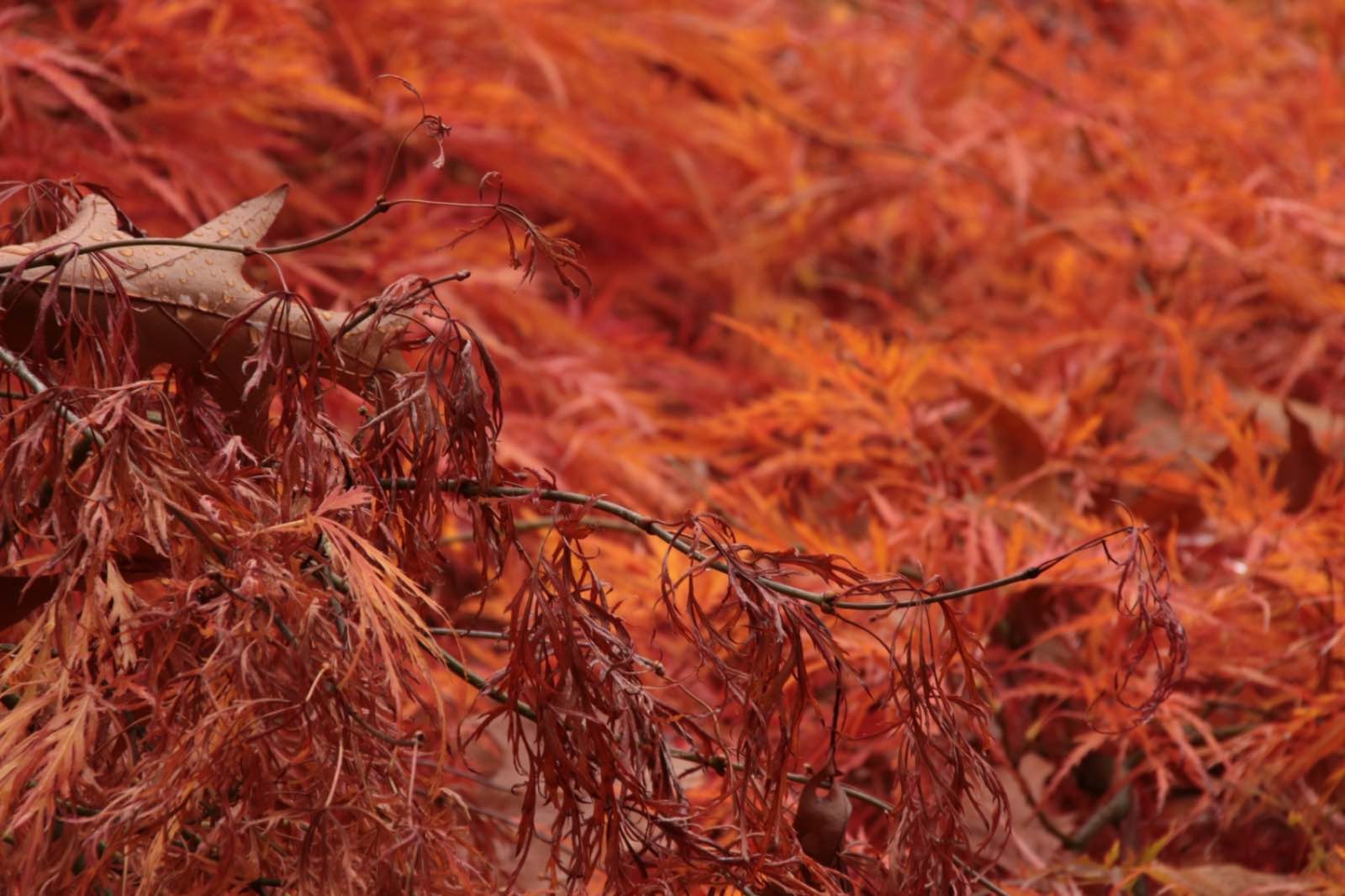 FD4F5063 3200 4469 8729 DB6A6D51B443