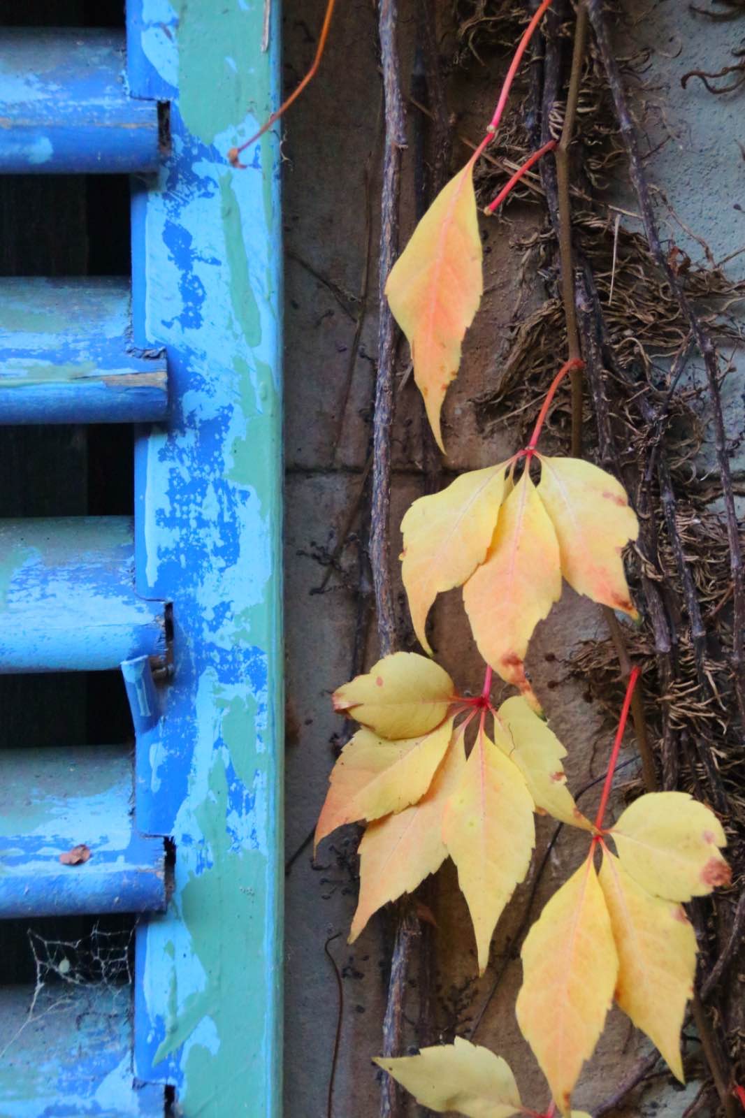A vine growing next to old wooden shutters